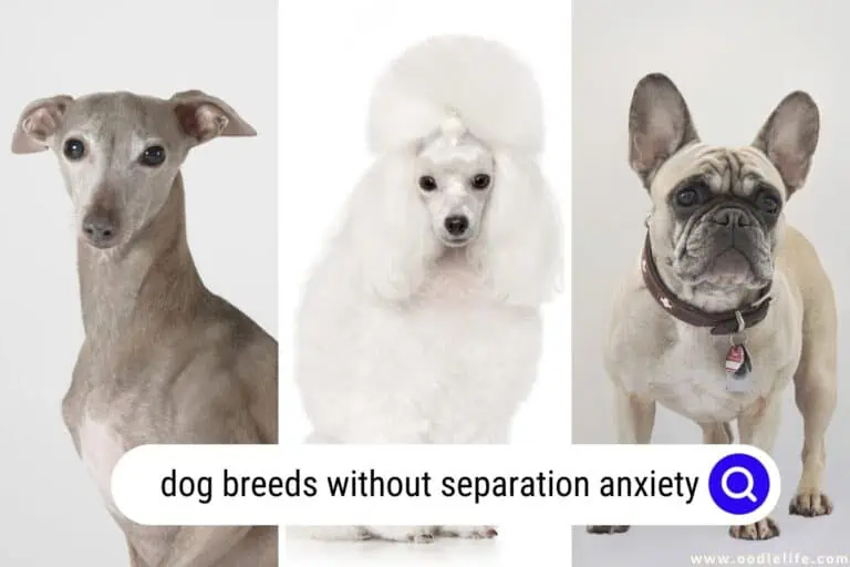 13 Dog Breeds Without Separation Anxiety (with photos)
