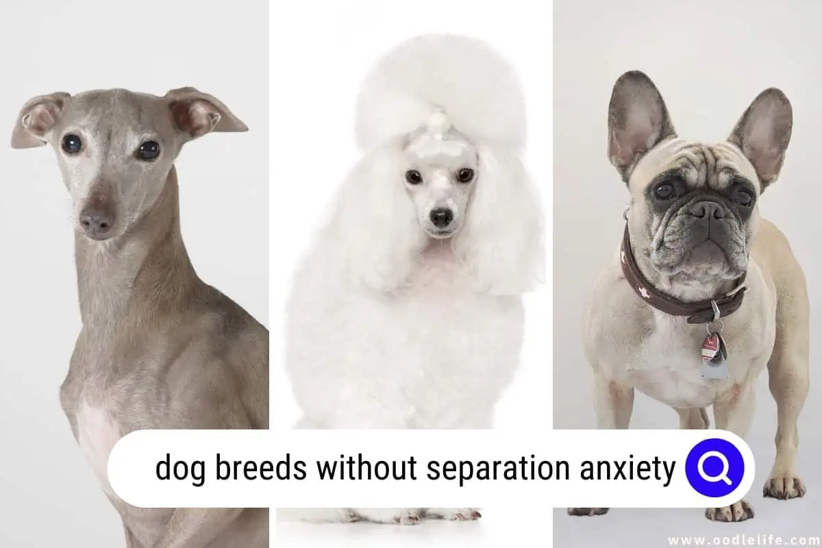 dog breeds without separation anxiety