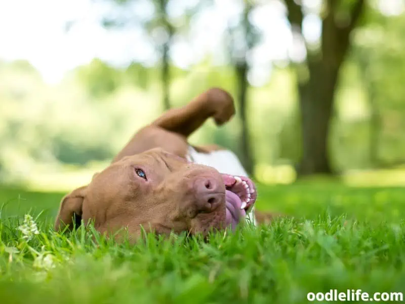 dog rolls to relieve back itch