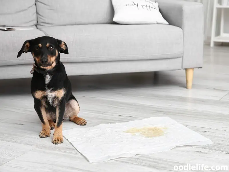 dog stands beside the pee pad