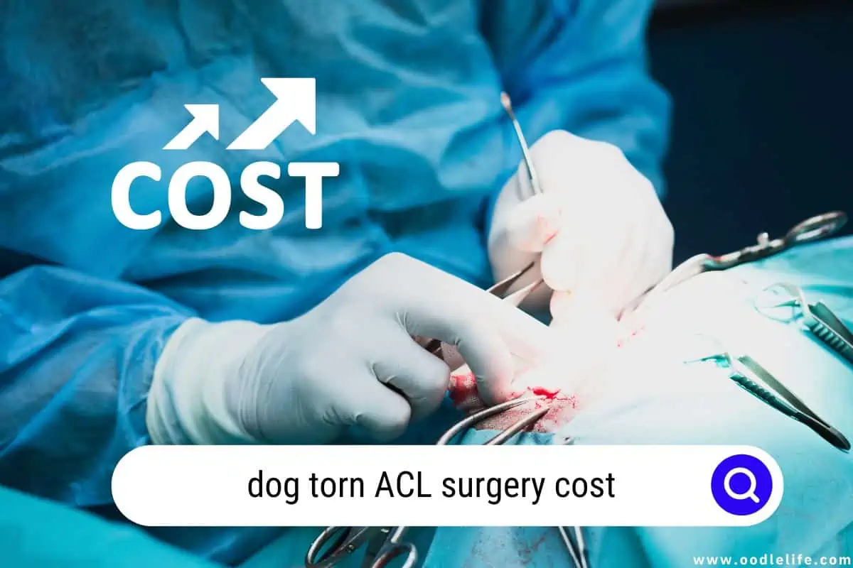 dog torn ACL surgery cost