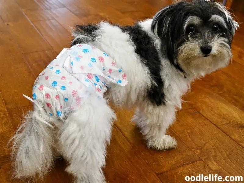 dog wears specialty diaper