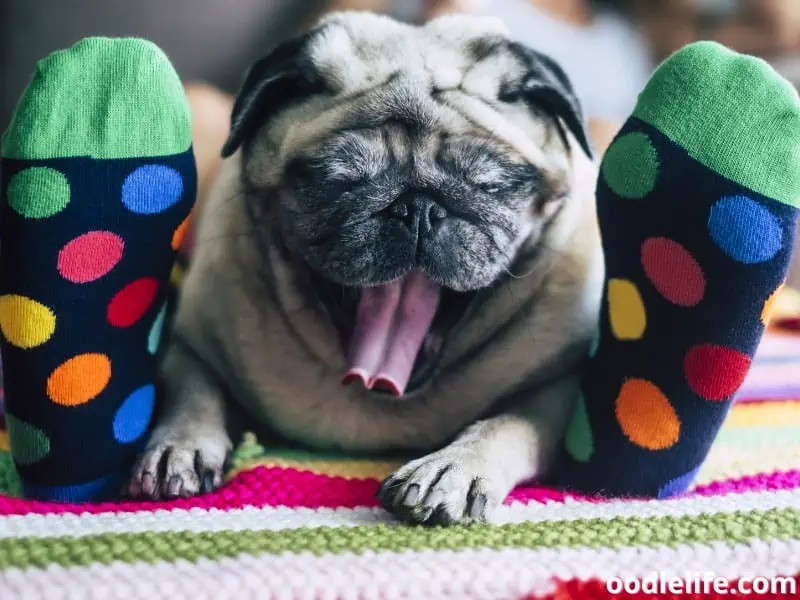 dog yawns with owner