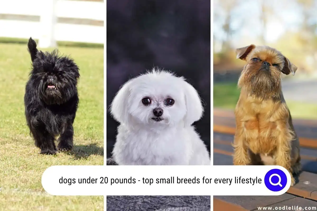 dogs under 20 pounds