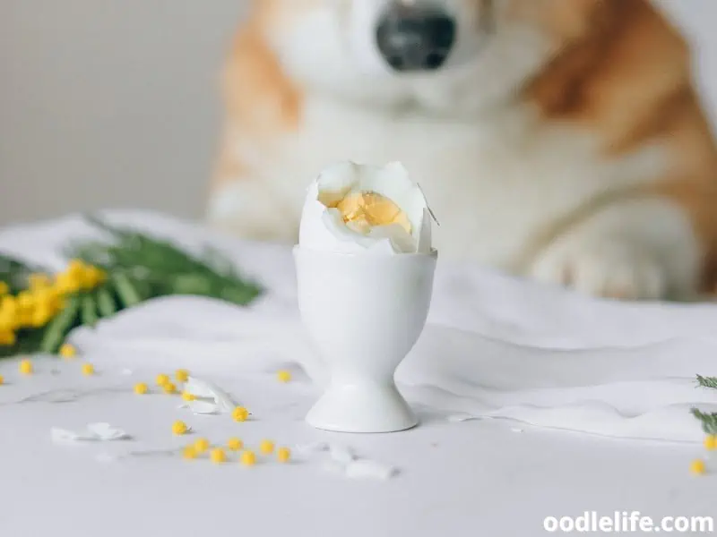 Can Dogs Be Allergic To Eggs? [You NEED To Know] Oodle Life