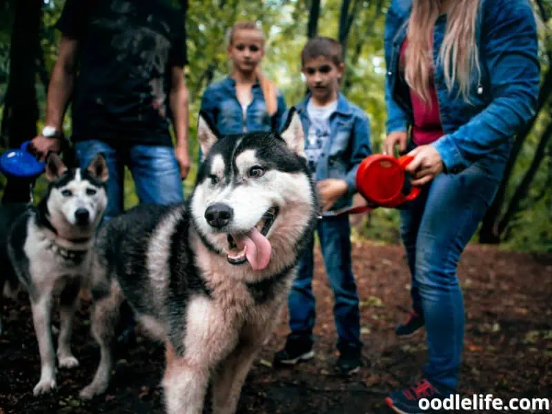 family spends time with Huskies