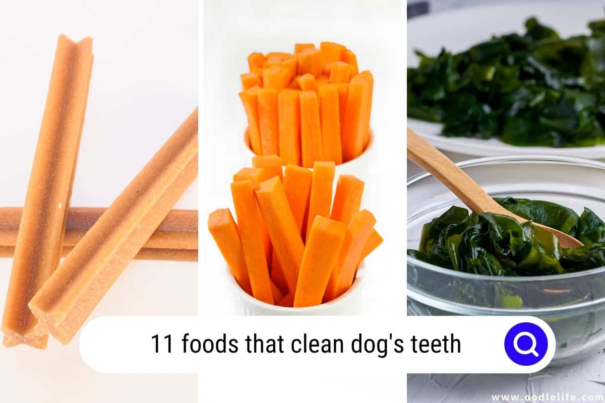 foods that clean dog's teeth