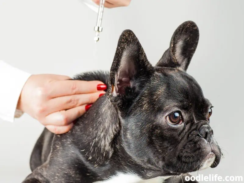 French Bulldog being vaccinated