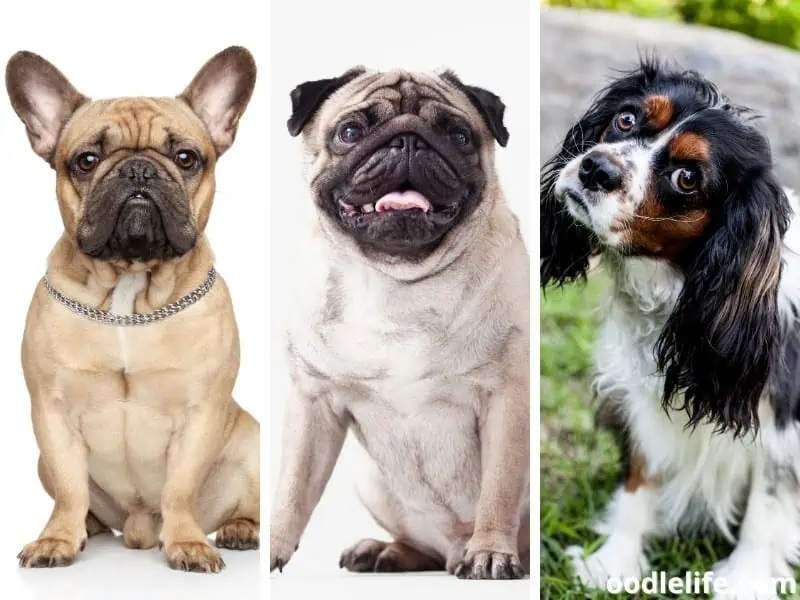 13 Dog Breeds Without Separation Anxiety (with Photos) OodleLife®