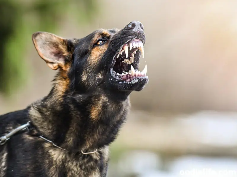 German Shepherd about to attack