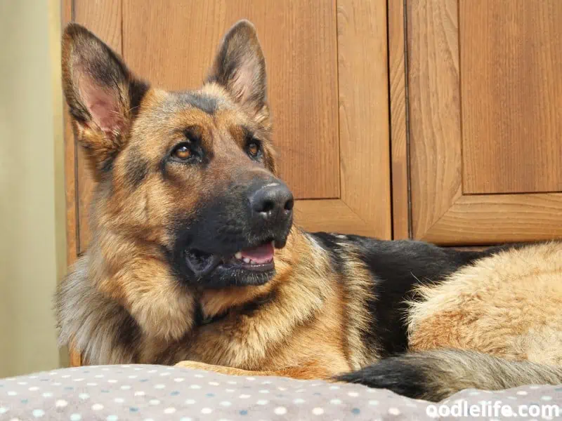 German Shepherd on his bed