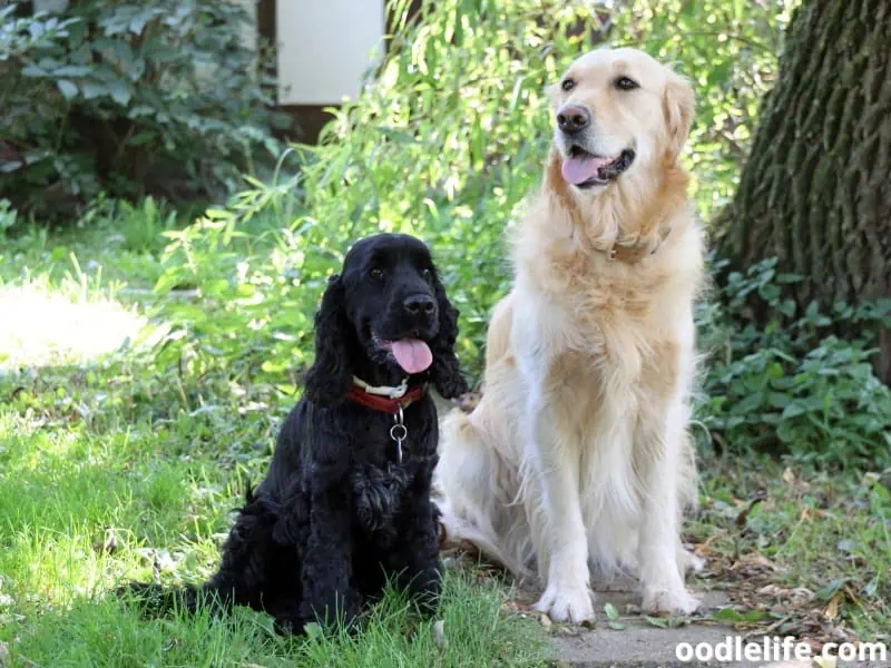 Golden Retriever and Cocker Spaniel