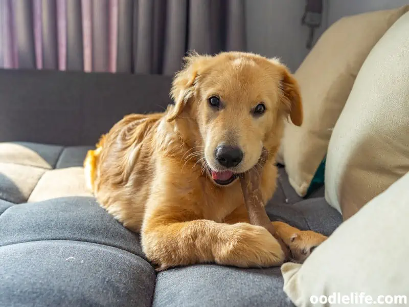 Golden Retriever chews rawhide