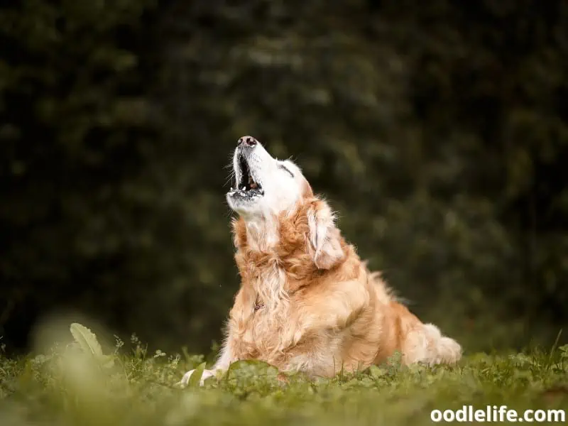 How To Stop A Dog From Howling? Oodle Life