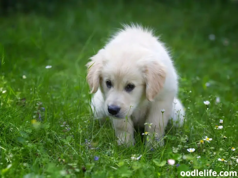 Golden Retriever puppy potty break