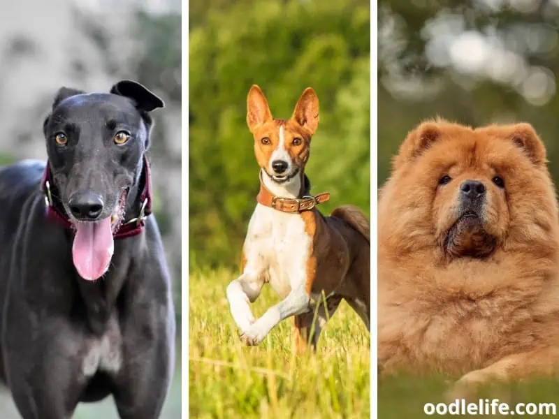 Greyhound Basenji Chow Chow