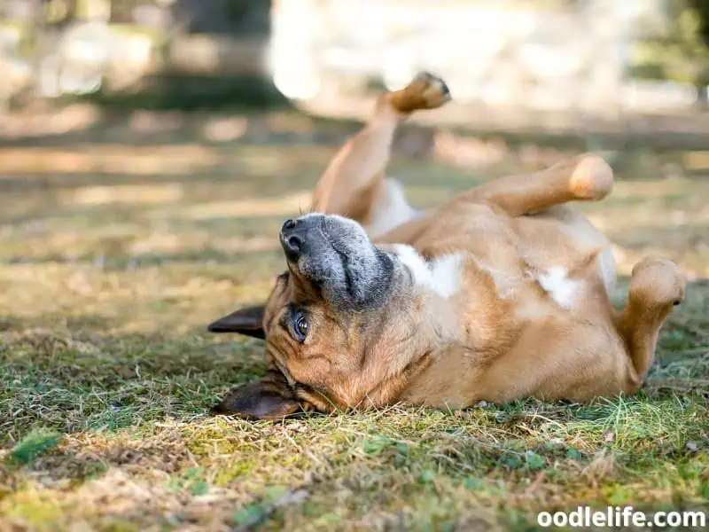 happy dog rolls in the grass