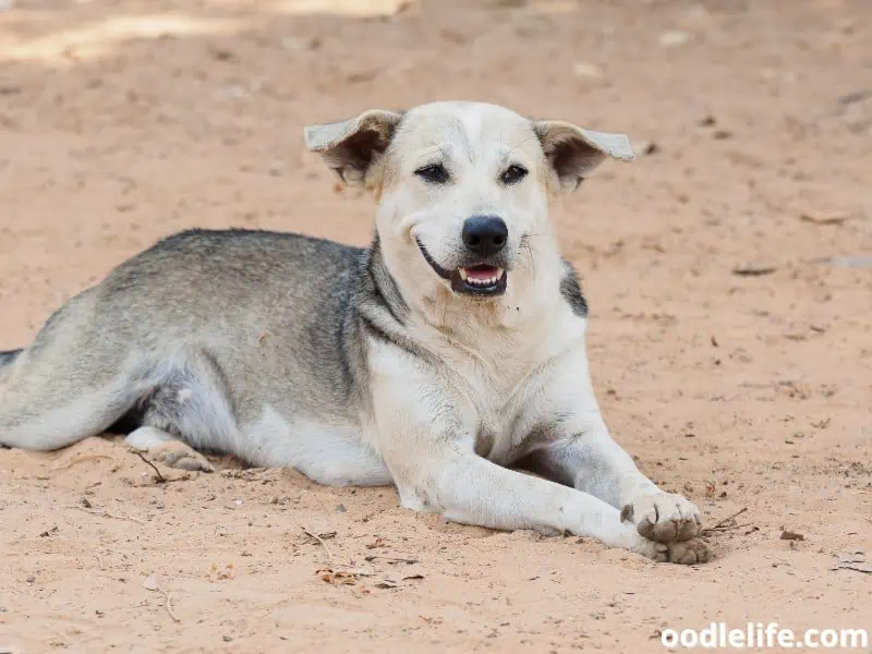 happy dog with paws crossed