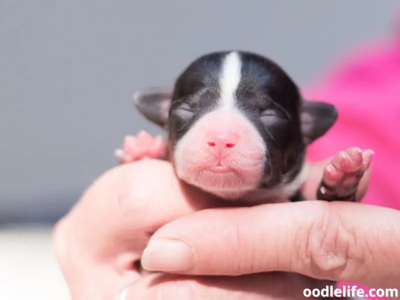 holding a newborn Chihuahua