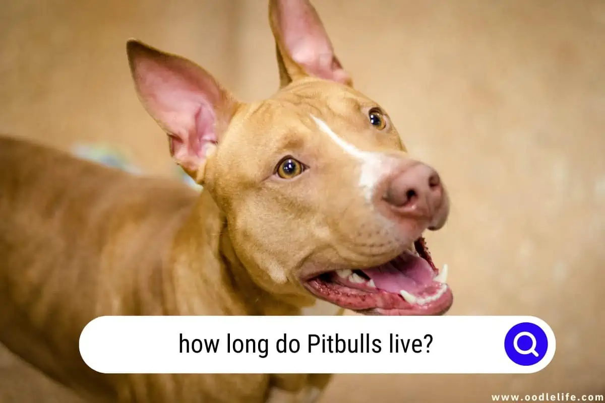 how long do Pitbulls live