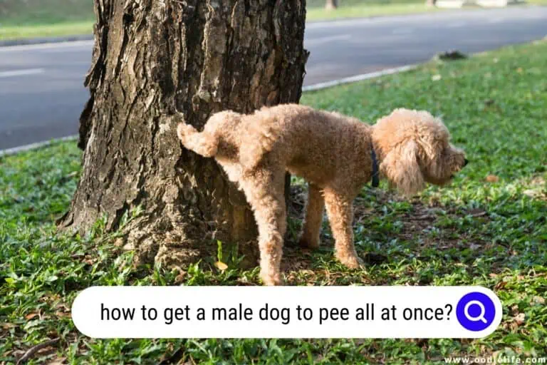 how to get a male dog to pee all at once