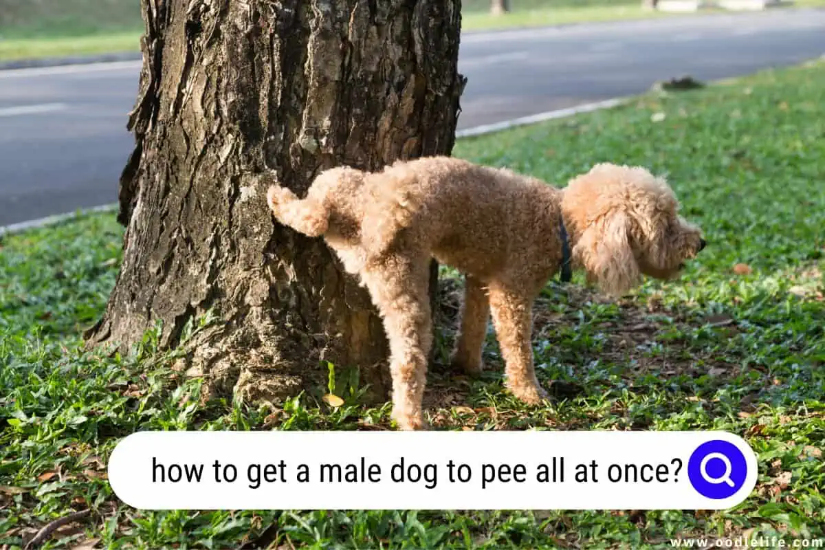 how to get a male dog to pee all at once