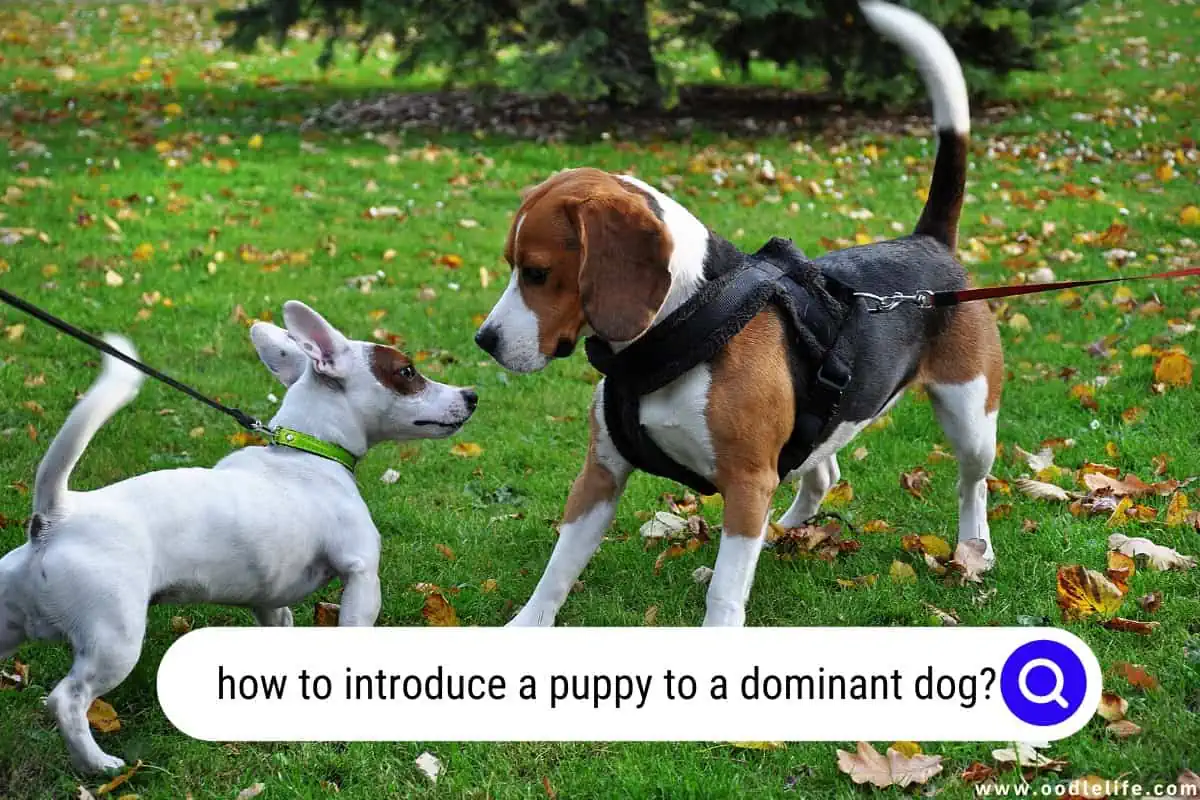 how to introduce a puppy to a dominant dog