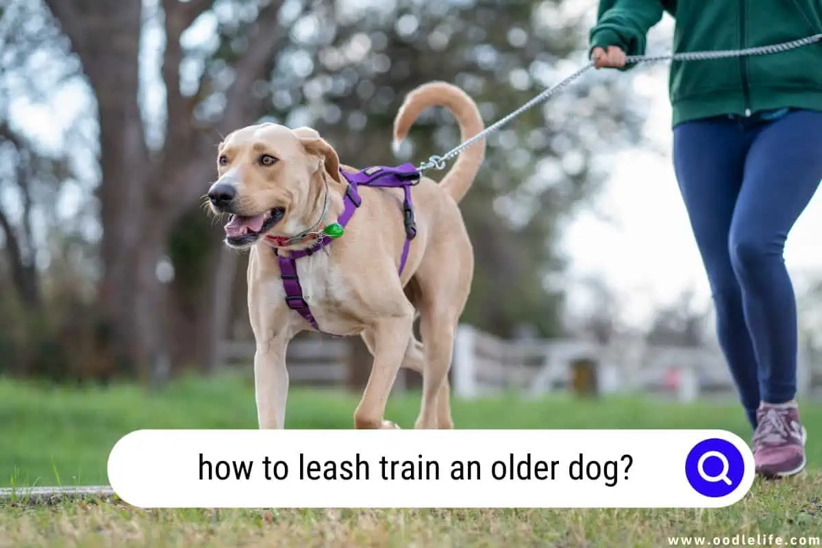 how to leash train an older dog