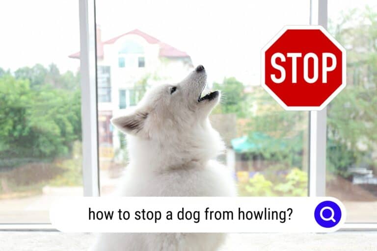 How To Stop A Dog From Howling?