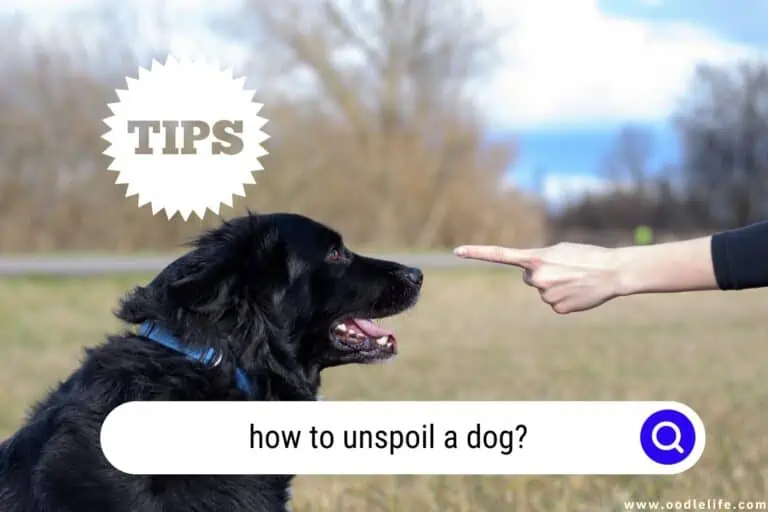 How to Unspoil a Dog? Effective Tips for Undoing Overindulgence
