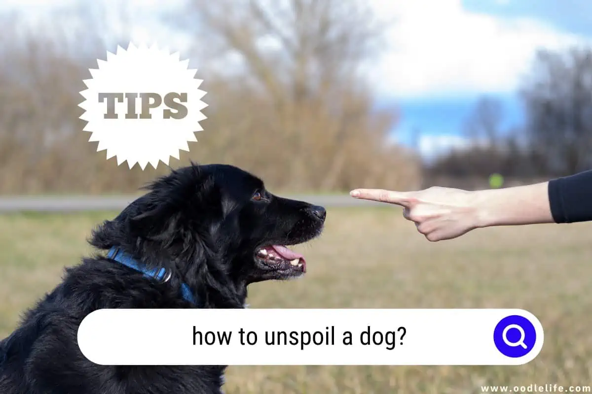 how to unspoil a dog