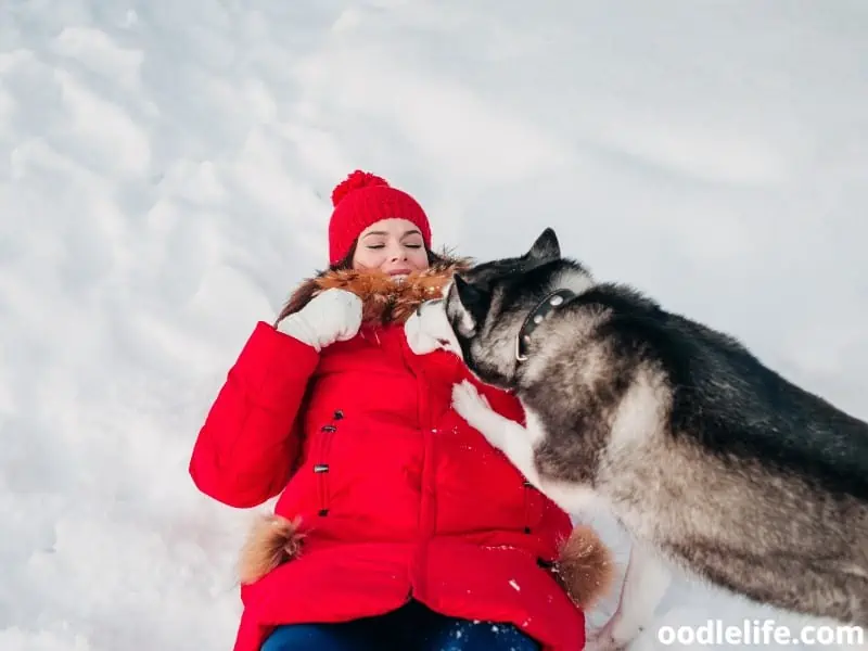 Husky plays with woman owner
