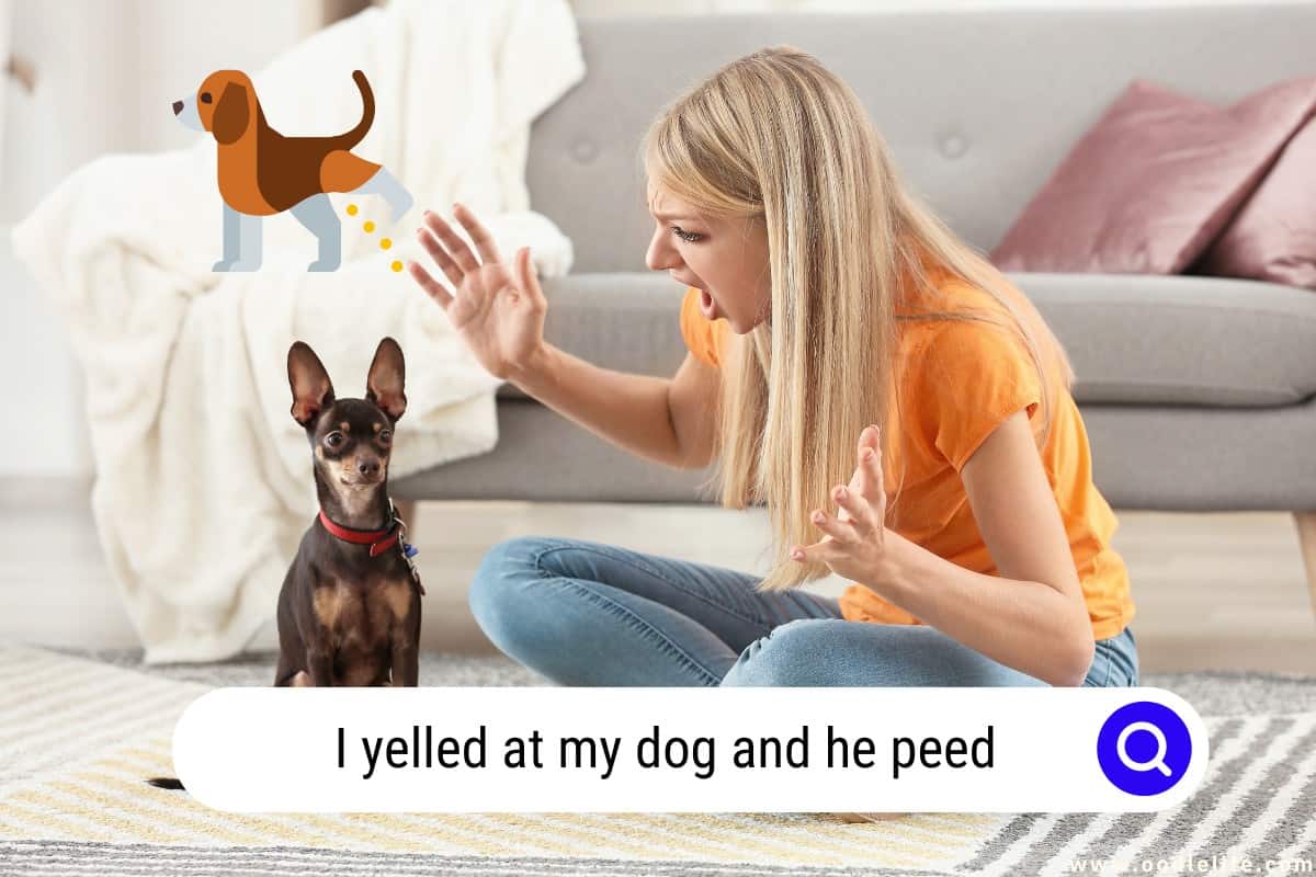 I Yelled At My Dog And He Peed [Understanding Your Pet's Anxiety
