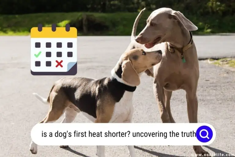 Is a Dog’s First Heat Shorter? [Explained]