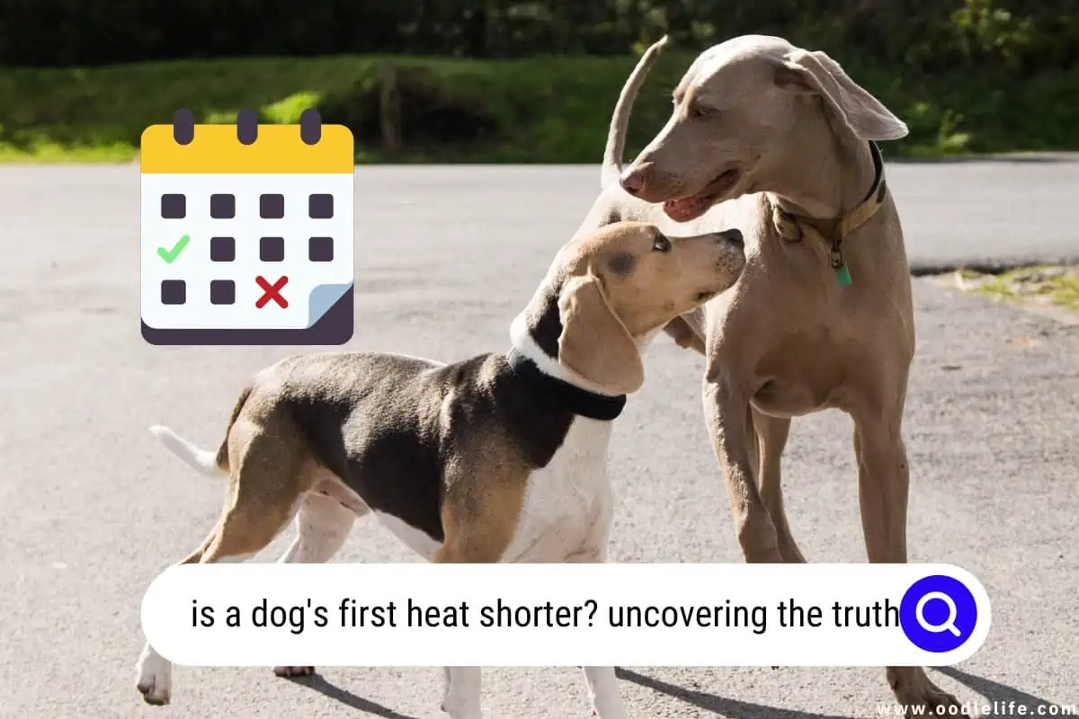 is a dog's first heat shorter