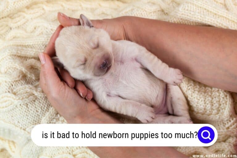 Is It Bad to Hold Newborn Puppies Too Much? [Myths]