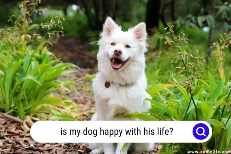Is My Dog Happy With His Life? [Contentment Tips]