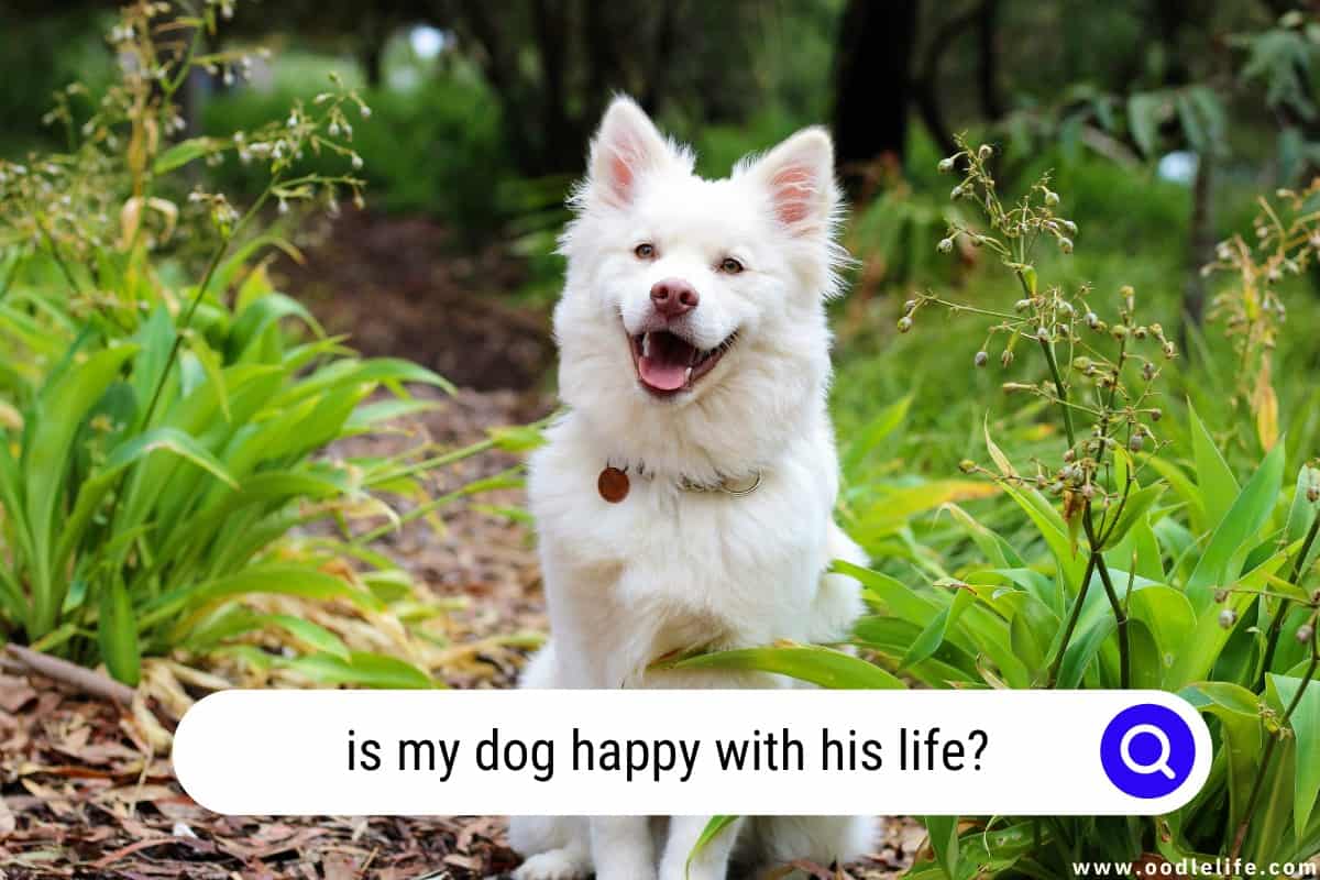 Is My Dog Happy With His Life? [Contentment Tips] Oodle Life