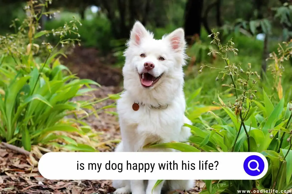 is my dog happy with his life