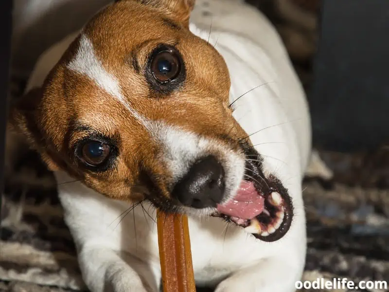 Jack Russell Terrier with dental stick