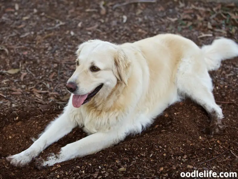 Labrador taking a rest