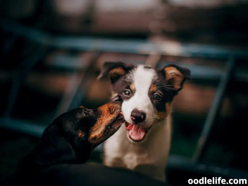 Why Does My Dog Nibble On My Other Dog? Oodle Life