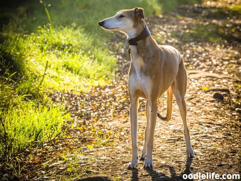 Lurcher looks on his side