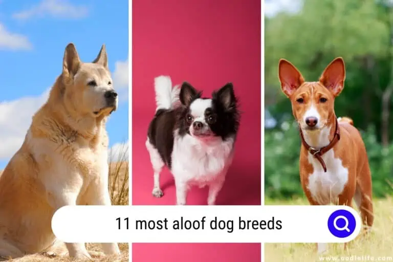 The 11 Most Aloof Dog Breeds [with Photos]