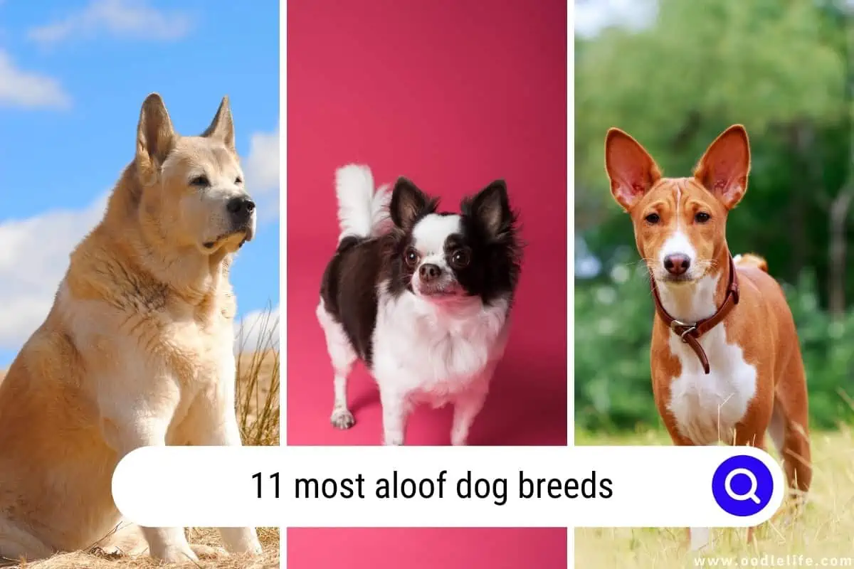 most aloof dog breeds