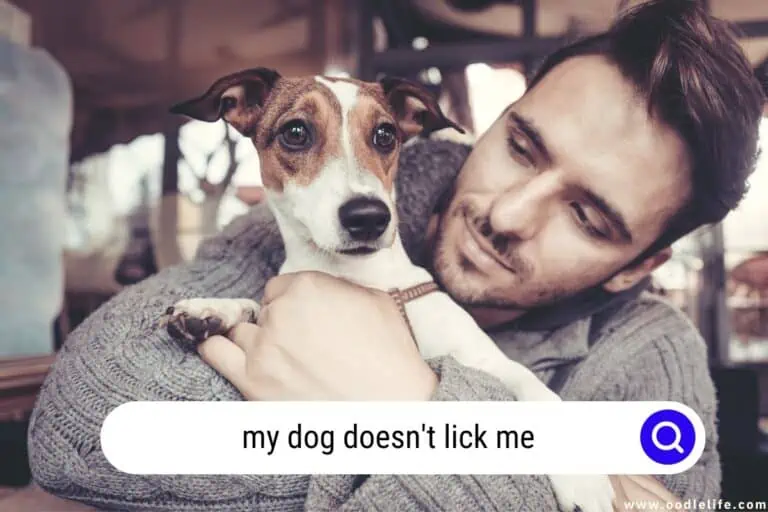 My Dog DOESN’T Lick Me? [Meaning Explained]