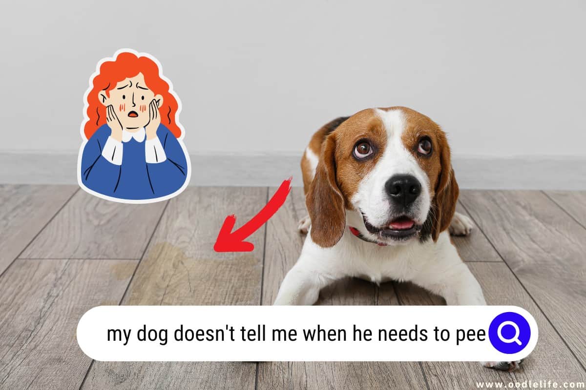 My Dog Doesn't Tell Me When He Needs To Pee OodleLife®
