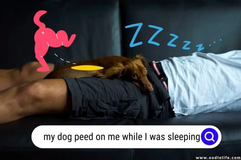 My Dog Peed on Me While I Was Sleeping [Bad]