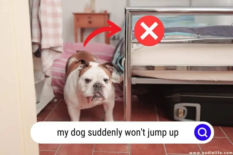 My Dog Suddenly Won’t Jump Up [Reasons]