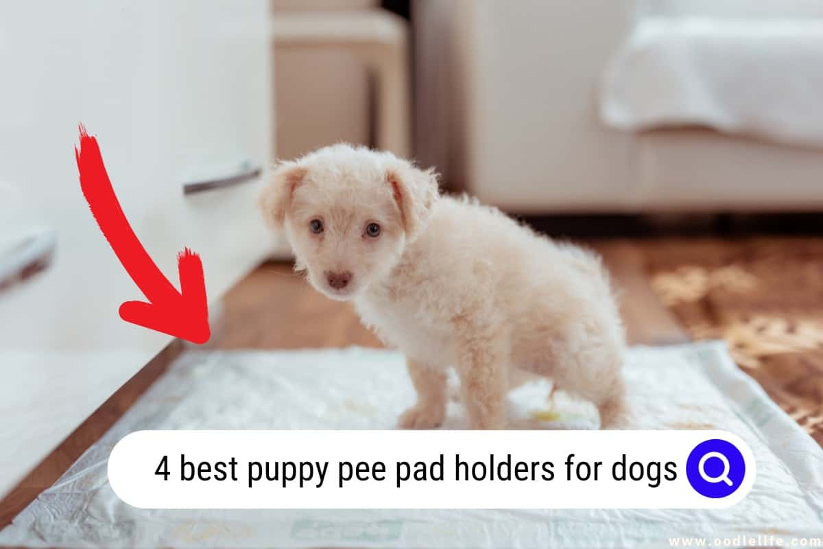 4 Best Puppy Pee Pad Holders For Dogs 2024 OodleLife®